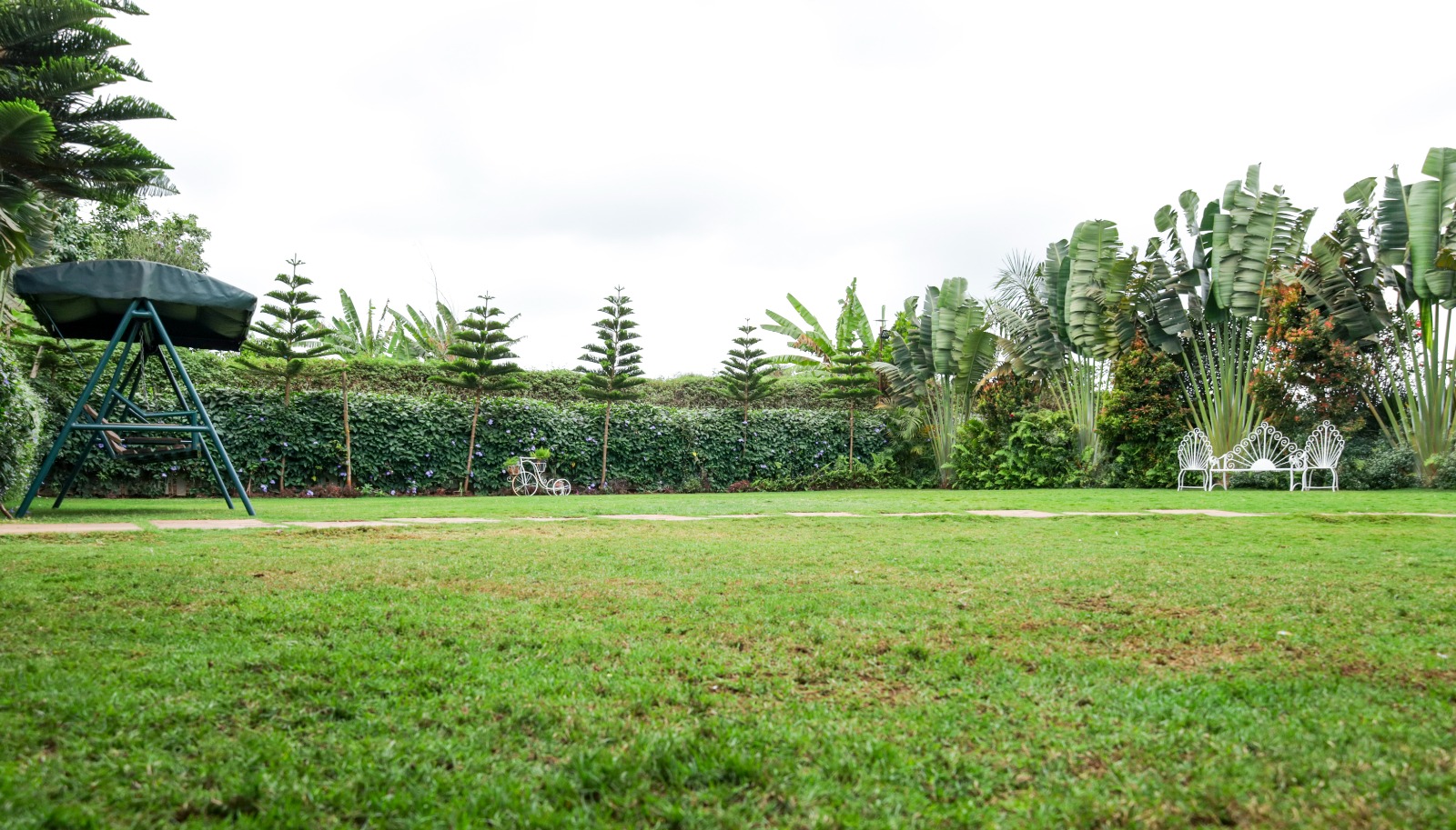 Wide open lawn with a shaded swing seat, flowering hedge and white garden bench