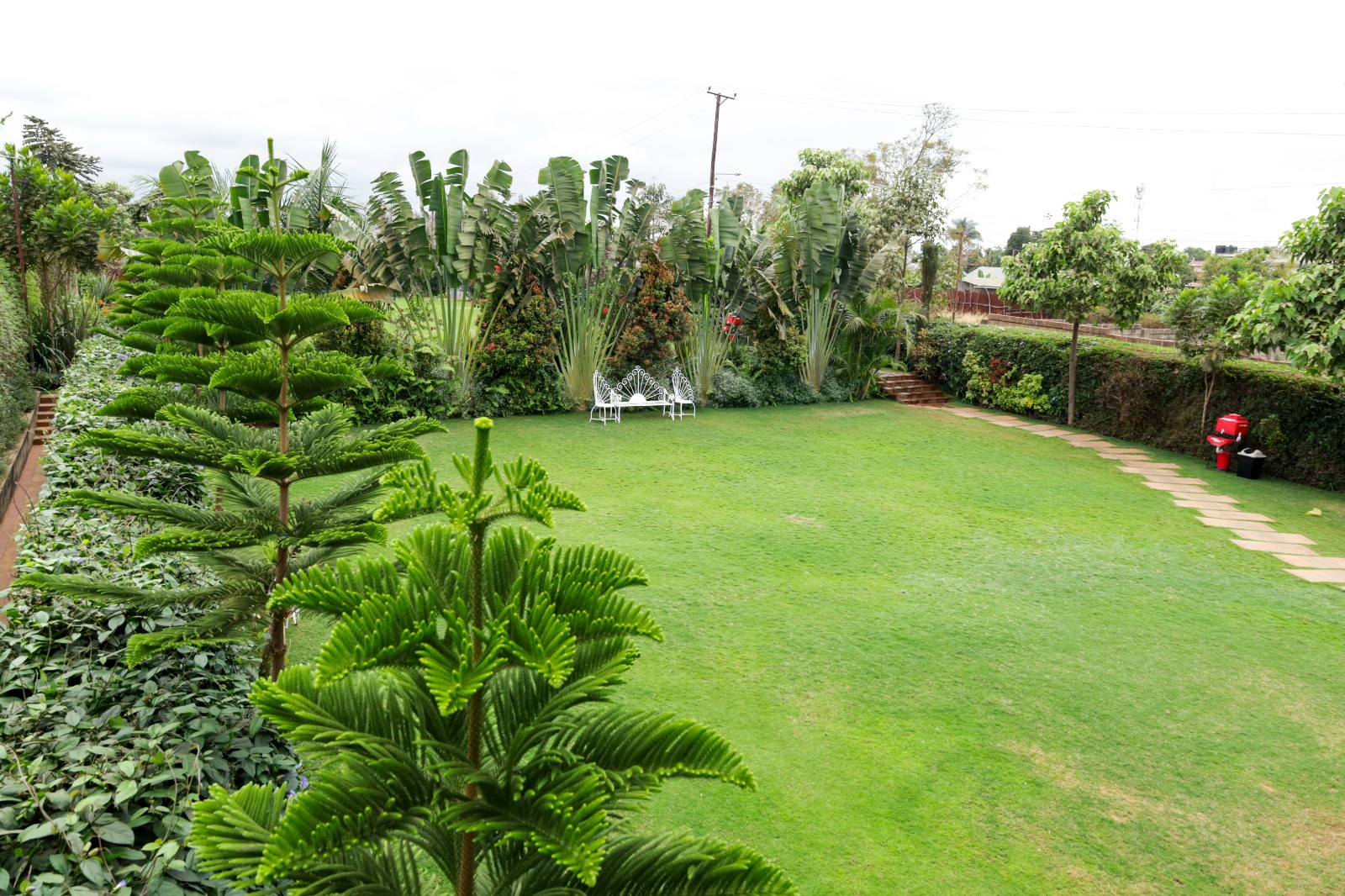 Elevated view over the lawn with pine trees, traveller palms and a stone walkway along the hedge